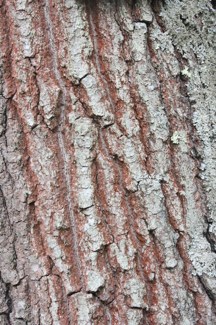 red oak - Quercus rubra from Native Plant Trust