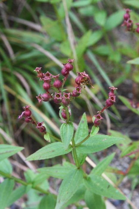 Virginia meadow beauty - Rhexia virginica from Native Plant Trust