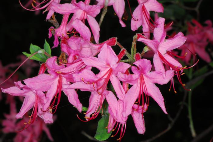 pinxterbloom azalea - Rhododendron periclymenoides from Native Plant Trust