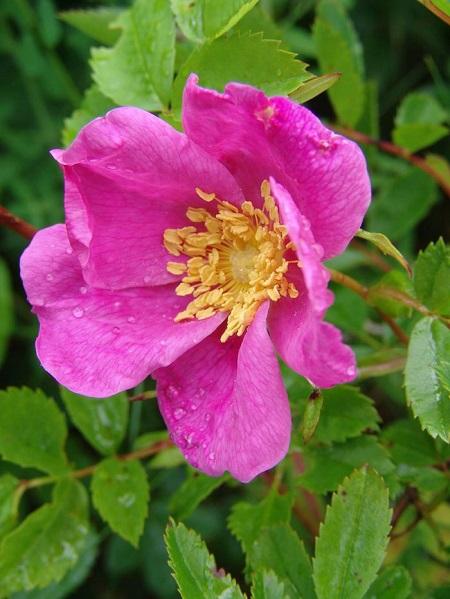 Virginia rose - Rosa virginiana from Native Plant Trust