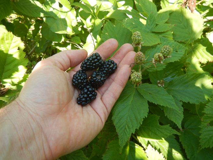 blackberry - Rubus allegheniensis from Native Plant Trust