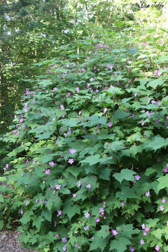 flowering raspberry - Rubus odoratus from Native Plant Trust