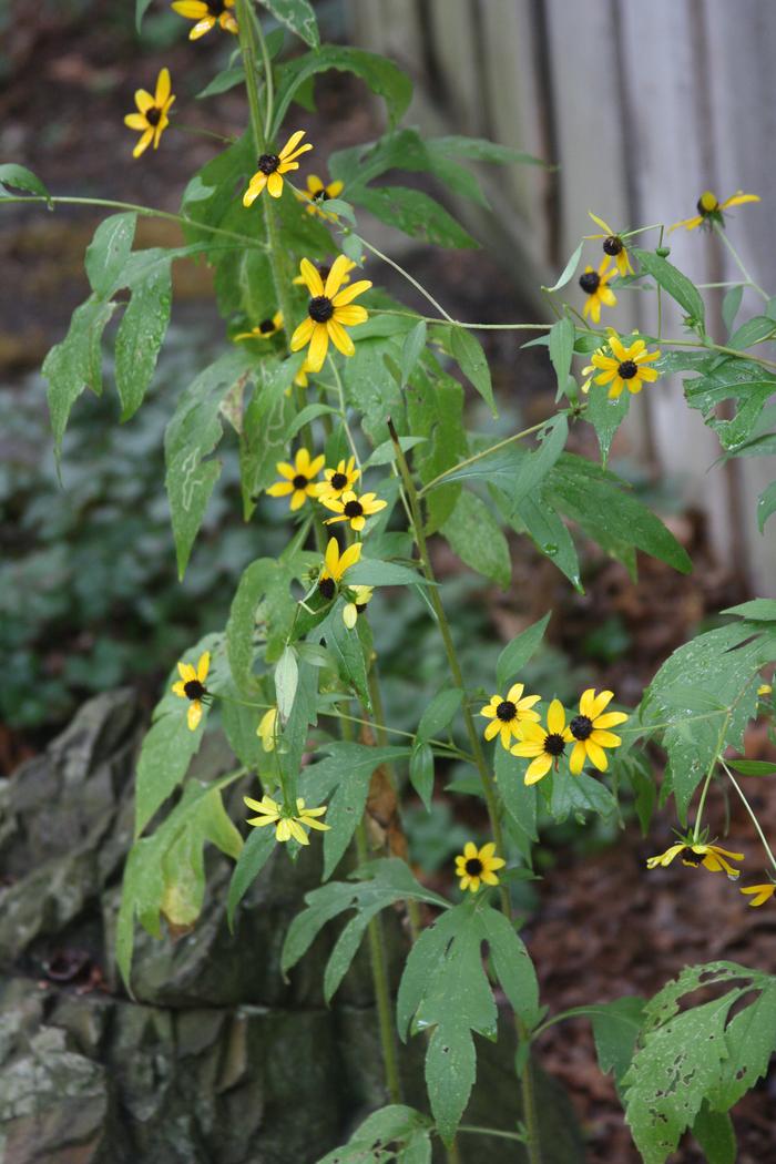 brown eyed susan - Rudbeckia triloba from Native Plant Trust