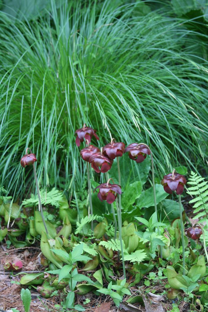 purple pitcher plant - Sarracenia purpurea from Native Plant Trust