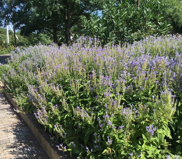 downy skullcap - Scutellaria incana from Native Plant Trust