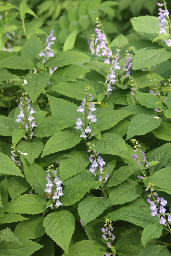 Showy skullcap - Scutellaria serrata from Native Plant Trust