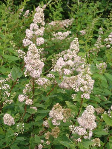 white meadowsweet - Spiraea alba var. latifolia from Native Plant Trust