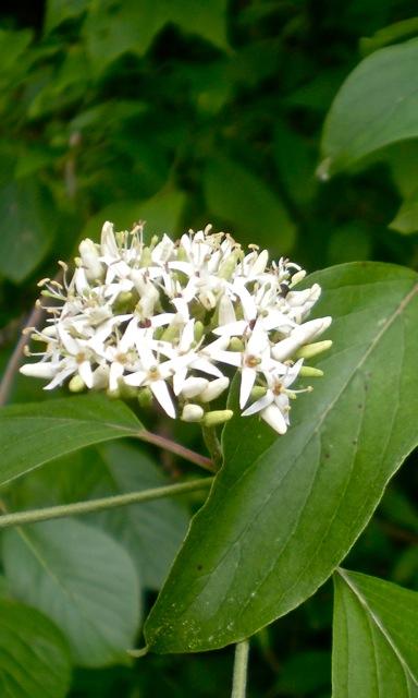 silky dogwood - Swida amomum from Native Plant Trust