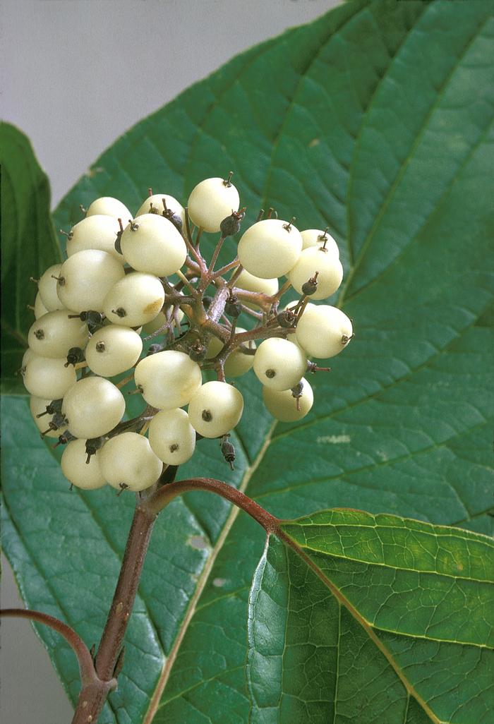 red twig dogwood - Swida sericea from Native Plant Trust