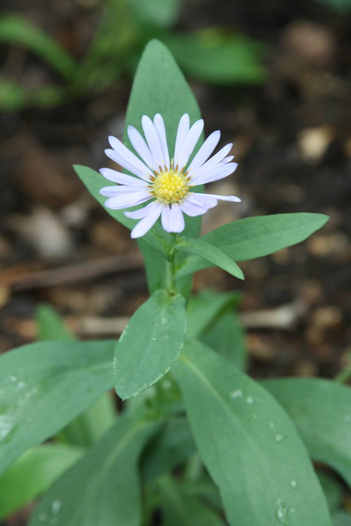 smooth aster - Symphyotrichum laeve from Native Plant Trust