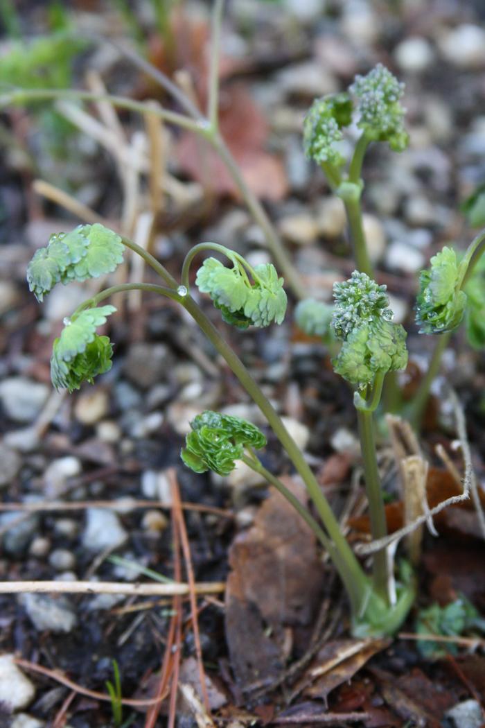 early meadow rue - Thalictrum dioicum from Native Plant Trust