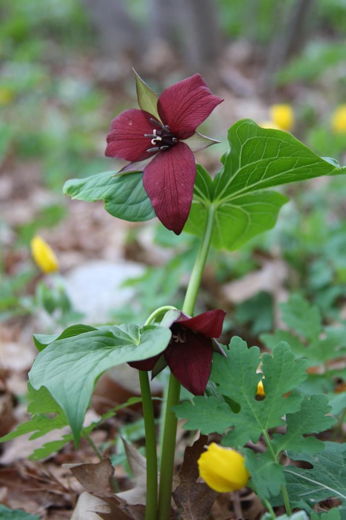 red wakerobin - Trillium erectum from Native Plant Trust