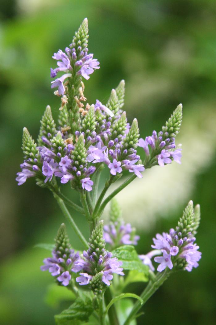 Verveine bleue (plant BIO) – Enracinés