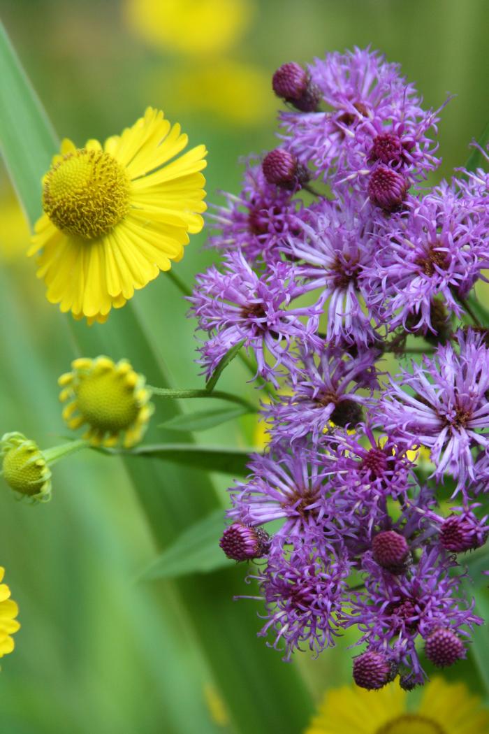 New York ironweed - Vernonia noveboracensis from Native Plant Trust