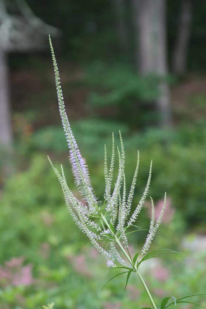 Culver's root - Veronicastrum virginicum from Native Plant Trust