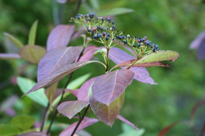 nanyberry - Viburnum lentago from Native Plant Trust