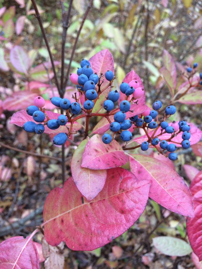 withe-rod - Viburnum nudum var. cassinoides from Native Plant Trust