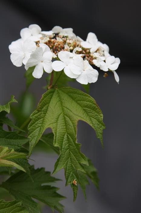 American cranberry bush - Viburnum opulus var. americanum from Native Plant Trust