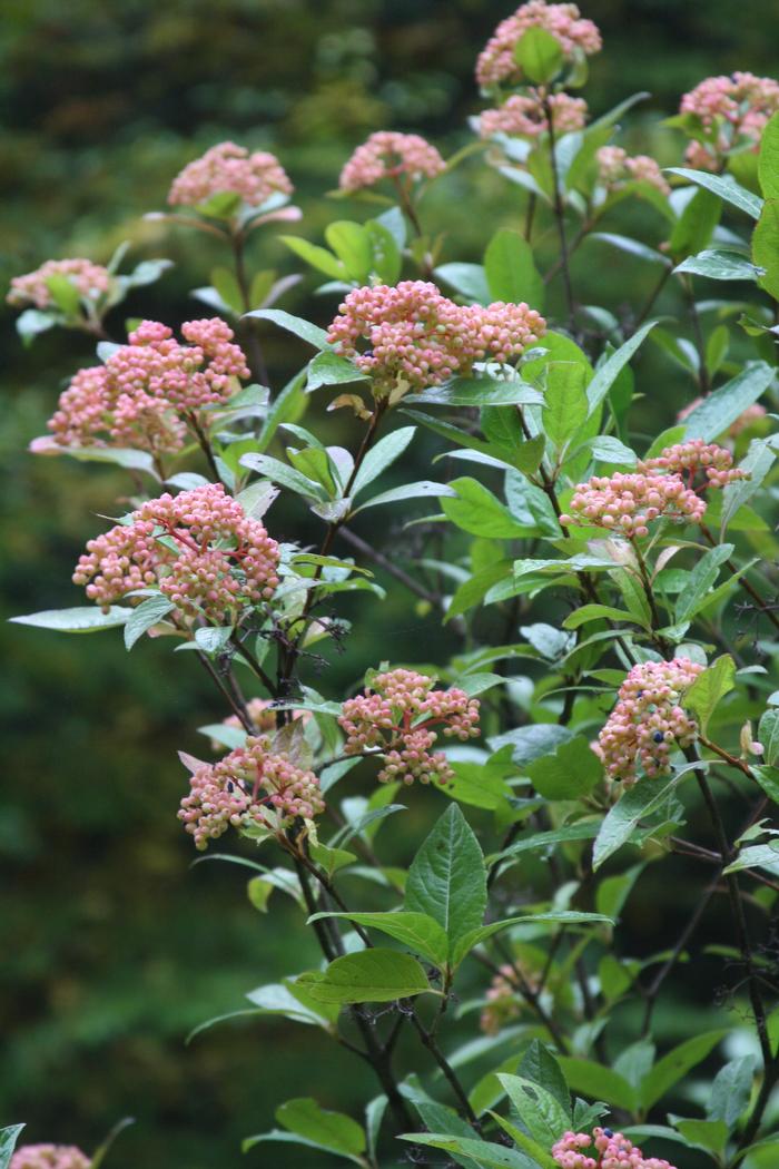 witherod - Viburnum nudum var. nudum from Native Plant Trust