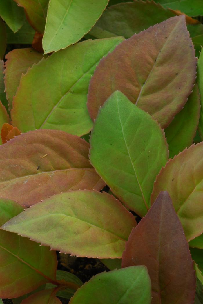 smooth blackhaw - Viburnum prunifolium from Native Plant Trust