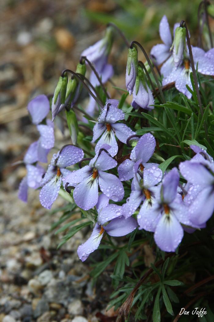 birds foot violet - Viola pedata from Native Plant Trust