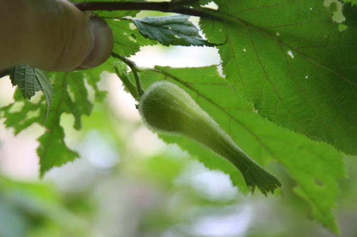 beaked hazelnut - Corylus cornuta from Native Plant Trust