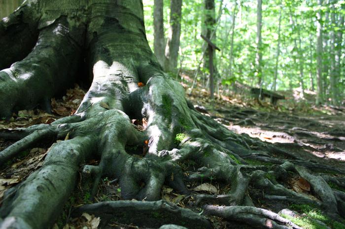 American beech - Fagus grandifolia from Native Plant Trust