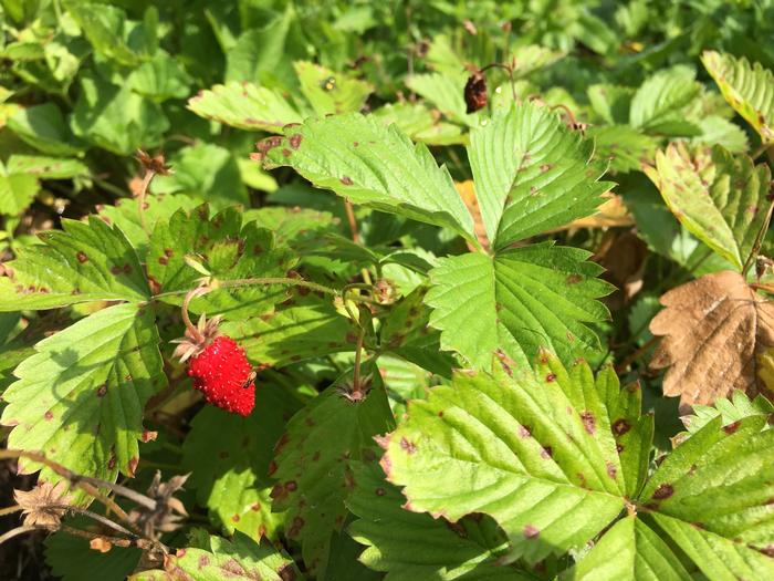 woodland strawberry - Fragaria vesca from Native Plant Trust