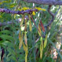 (c) Arthur Haines, Native Plant Trust