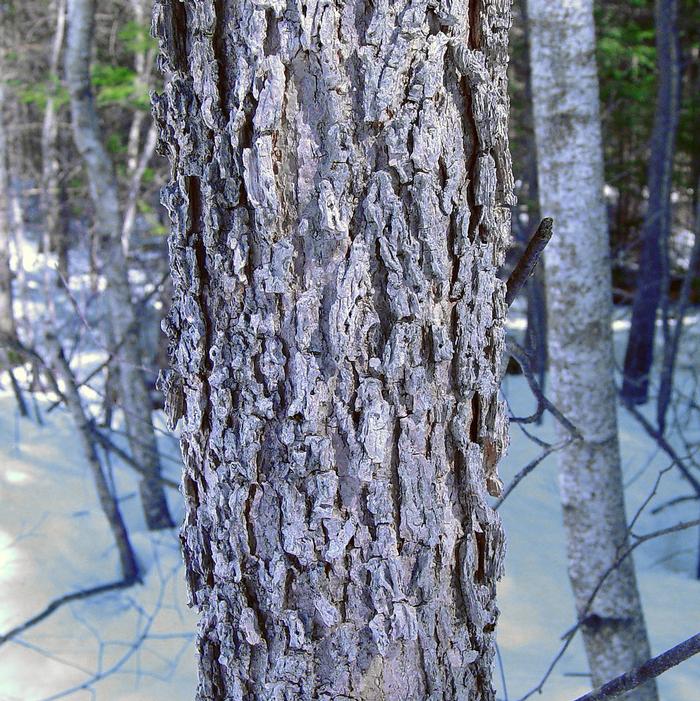 Arthur Haines (c) Native Plant Trust