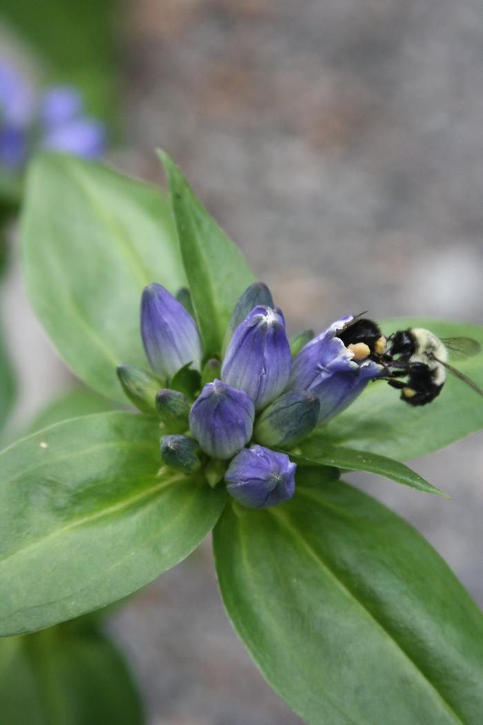 bottle gentian Gentiana clausa from New England Wild Flower Society