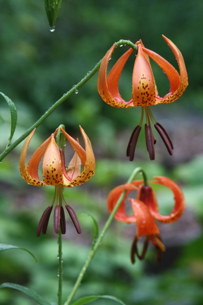 Turk's cap lily Lilium superbum from New England Wild Flower Society