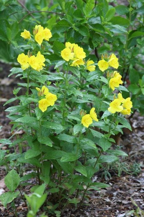 sundrops - Oenothera fruticosa from Native Plant Trust