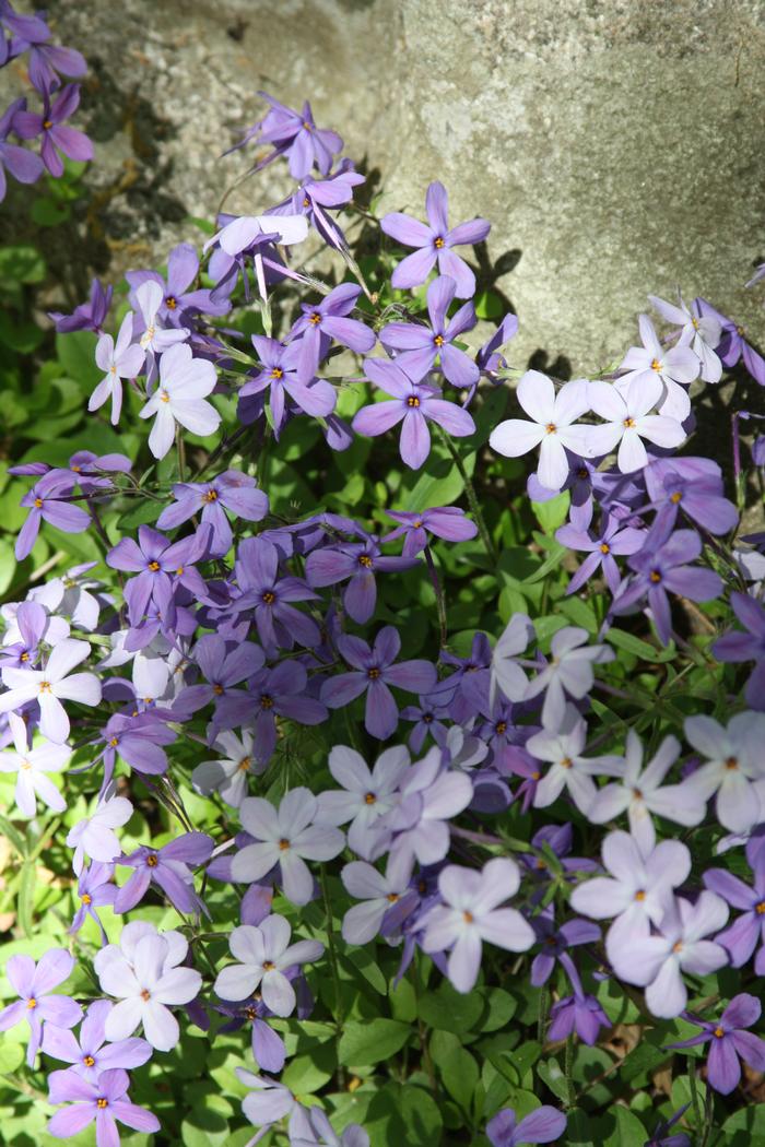 moss phlox - Phlox subulata from Native Plant Trust