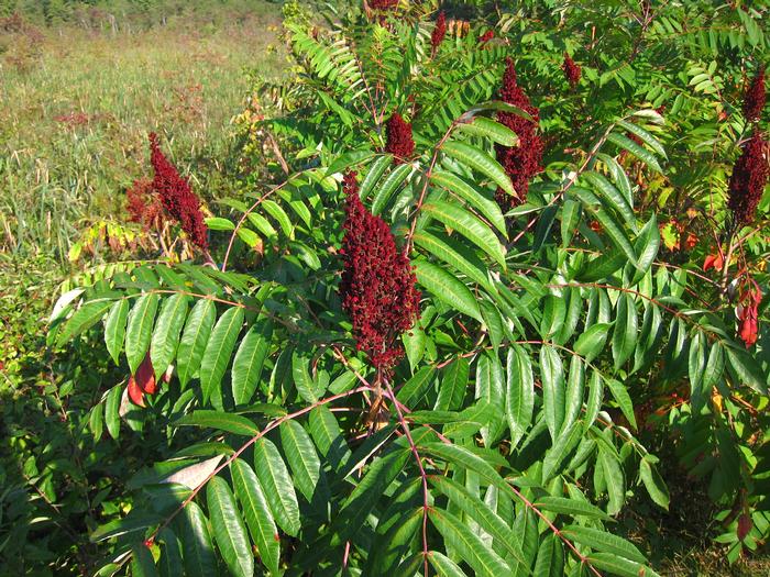 smooth sumac - Rhus glabra from Native Plant Trust