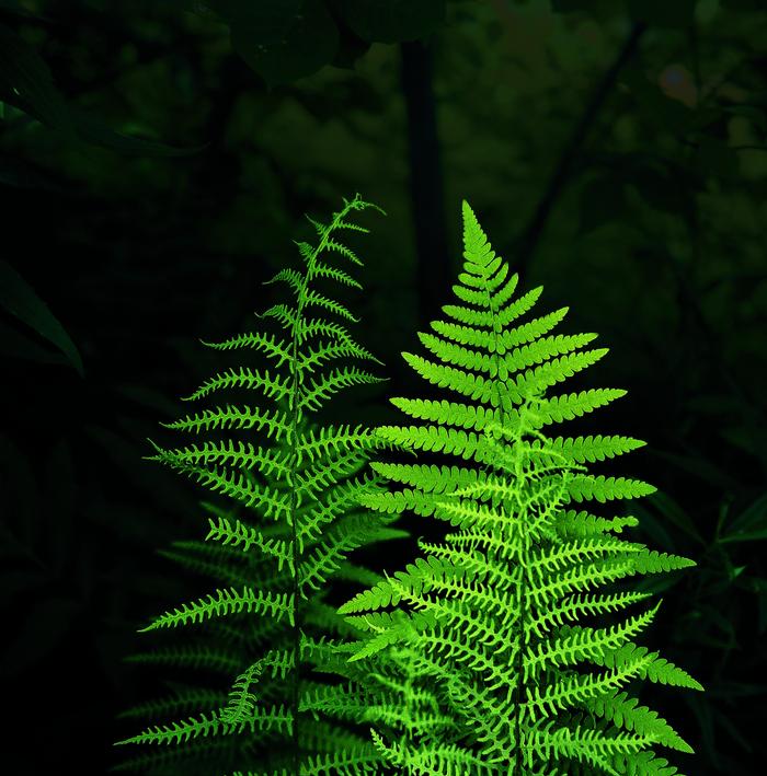 Marsh fern - Thelypteris palustris from Native Plant Trust