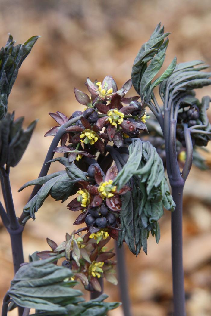 early blue cohosh - Caulophyllum giganteum from Native Plant Trust