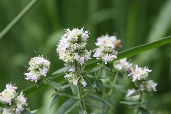 whorled mountain mint - Pycnanthemum verticillatum from Native Plant Trust