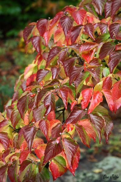 flowering big-bracted dogwood - Benthamidia florida from Native Plant Trust