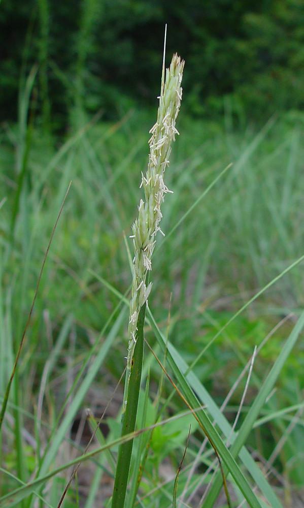 (c) Arthur Haines, Native Plant Trust