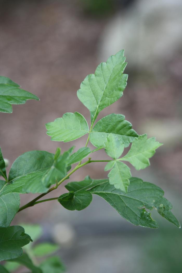 Photo by Dan Jaffe (c) Native Plant Trust