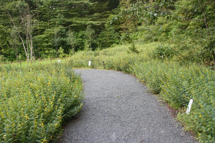 Patridge pea - Chamaecrista fasciculata from Native Plant Trust