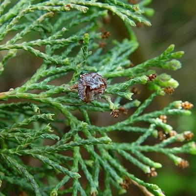 Andelye Conica cedar - Chamaecyparis thyoides 'Andelye Conica' from Native Plant Trust