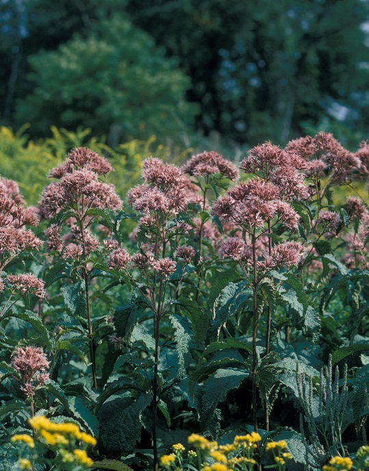 coastal plain Joe-Pye weed - Eutrochium dubium from Native Plant Trust