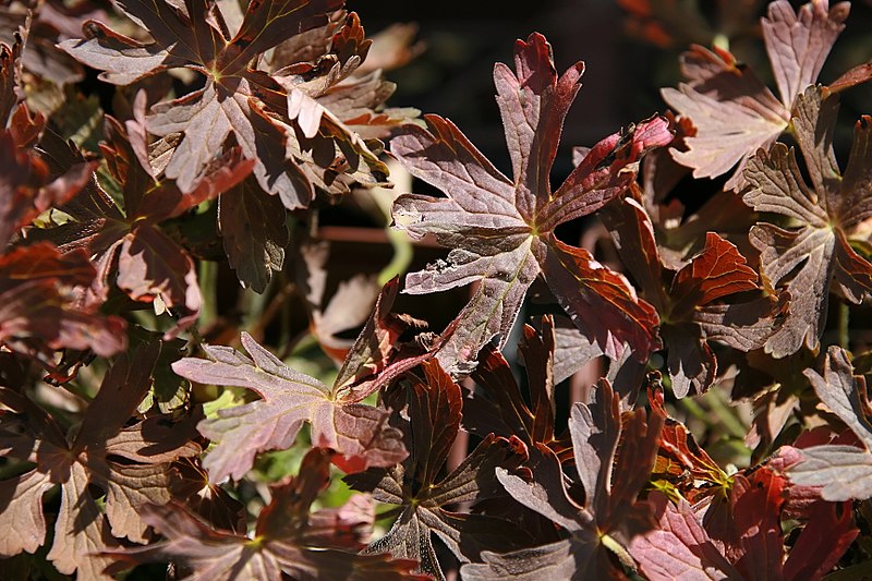 Espresso cranesbill geranium - Geranium maculatum 'Espresso' from Native Plant Trust