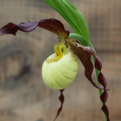 hybrid yellow ladyslipper - Cypripedium pubescens X kentuckiense from Native Plant Trust