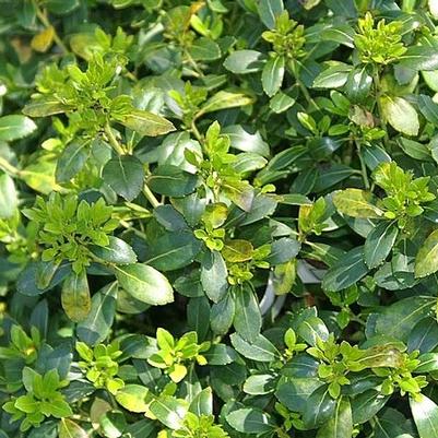 inkberry - Ilex glabra 'Densa' from Native Plant Trust