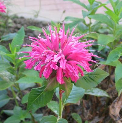 Marshall's Delight beebalm - Monarda didyma 'Marshall's Delight' from Native Plant Trust