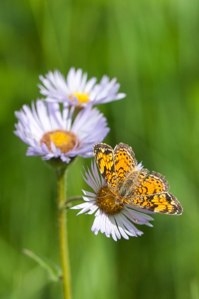 Photo by Dan Jaffe © Native Plant Trust
