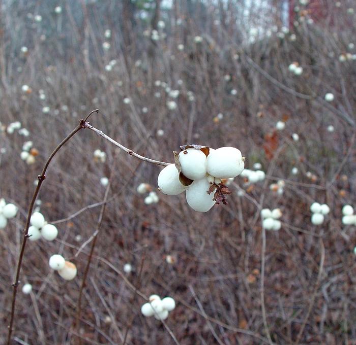 Arthur Haines (c) Native Plant Trust